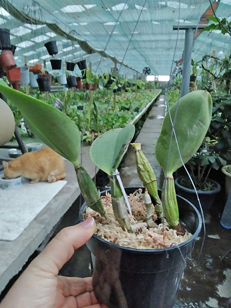 Cattleya walkeriana semi-alba 'Tokyo' x self.jpg