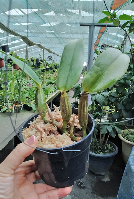 Cattleya walkeriana tipo 'Bruna' x 'Suprema'.jpg