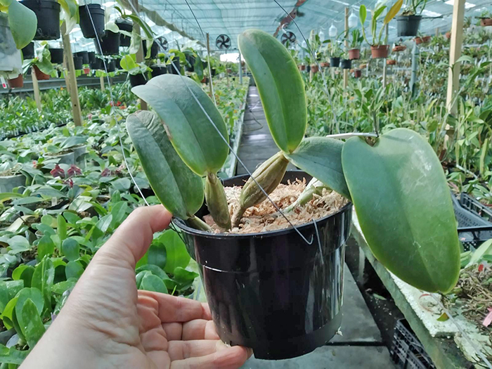 Cattleya nobilor 'DRW' x 'Kaue'.jpg