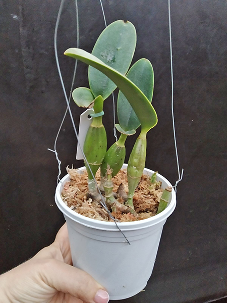 Cattleya walkeriana semi-alba 'Tokyo' x (suave 'Cobicada' x flamea 'D Teresinha').jpg