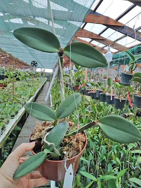 Cattleya schilleriana nigrescens 'Caliman' x tipo 'Guarapari'.jpg