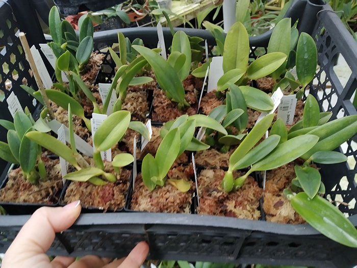 Laelia pumila coerulea 'Paraopeba'.jpg