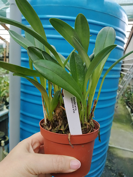 Masdevallia coccinea alba.jpg