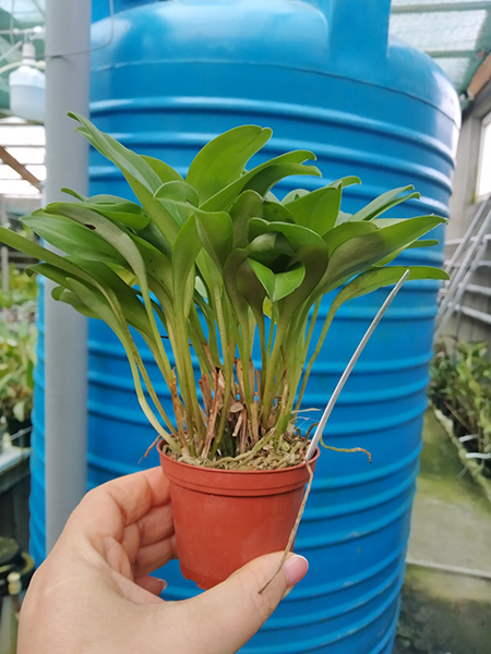 Masdevallia cyclotega.jpg