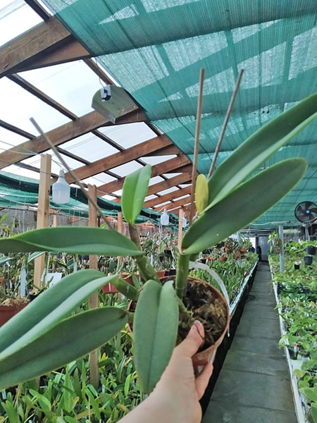 Cattleya maxima semi-alba.jpg