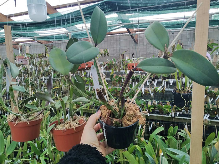 Cattleya schilleriana '#77' x 'Guarapari'.jpg