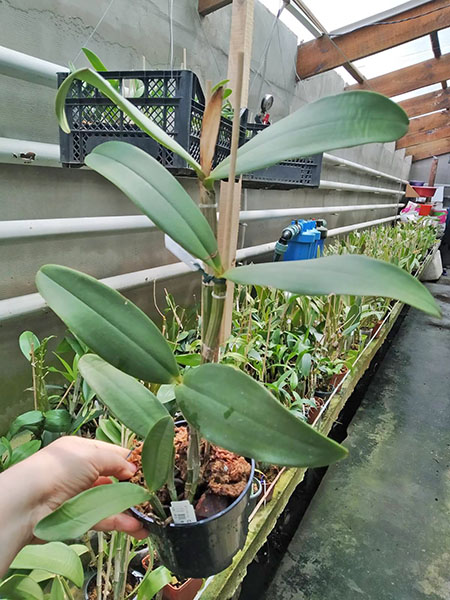 Cattleya amethystoglossa albescens x coerulea.jpg