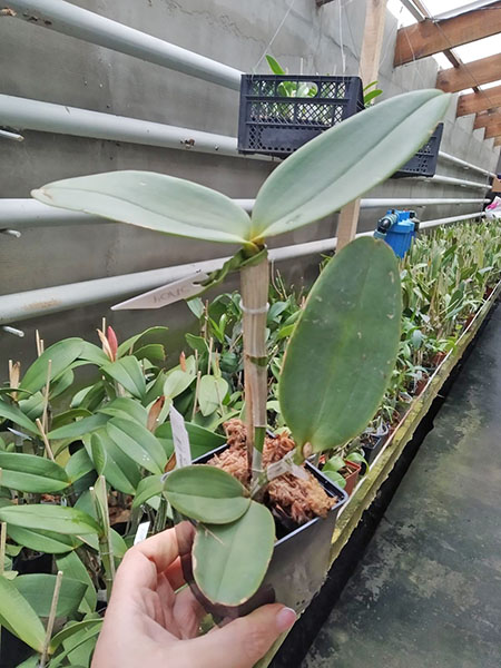 Cattleya amethystoglossa coerulea 'Palaquas' x self.jpg