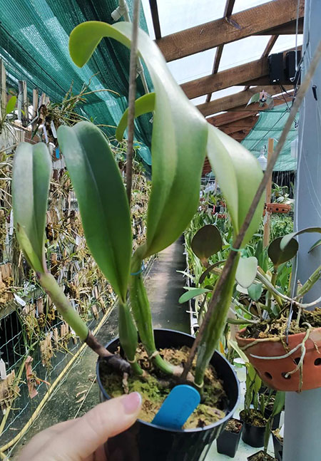 Cattleya trianae 'Mooreana'.jpg