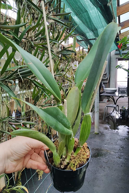 Cattleya labiata coerulea (SRCE1001).jpg