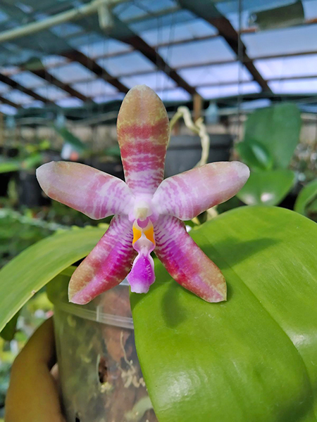 Phalaenopsis Tetrasambo White x Luedde-Violacea.jpg