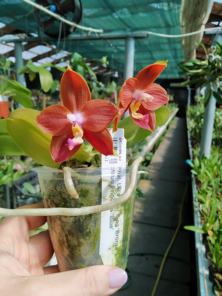 Phalaenopsis LD's Bear King 'Bronze' x Mituo Princess 'Blue'.jpg