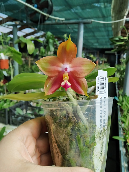 Phalaenopsis LD's Bear King 'Bronze' x Mituo Princess 'Blue' (select).jpg