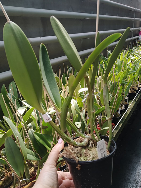 Cattleya lueddemanniana tipo (Clarines x Maruja) x pincelada.jpg