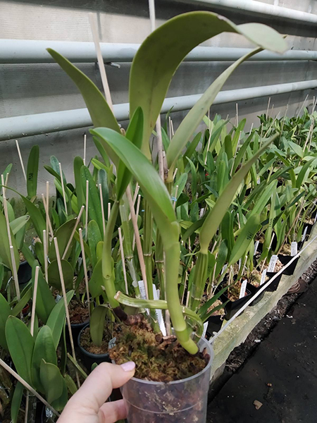 Cattleya lueddemanniana (Mariaux x Juan Ignacio) x (Mariaux x Fennel).jpg