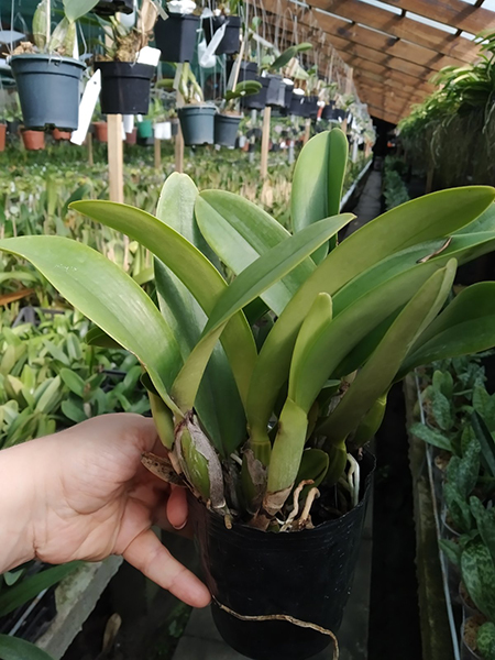 Cattleya Sea Breeze 'Blue Ribbon'.jpg