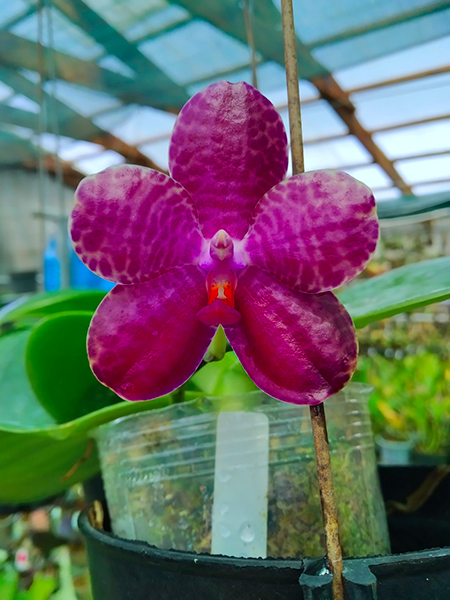 Phalaenopsis Mainshow Tiger.jpg