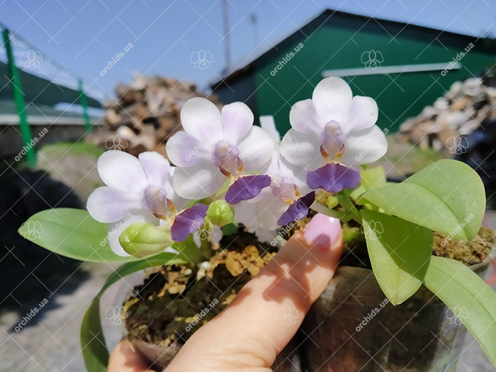 Phalaenopsis Su's Glad Kid.jpg