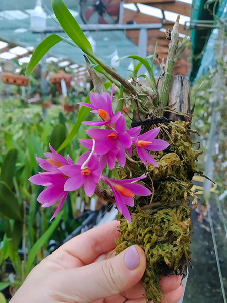 Dendrobium Hibiki (laevifolium x bracteosum).jpg