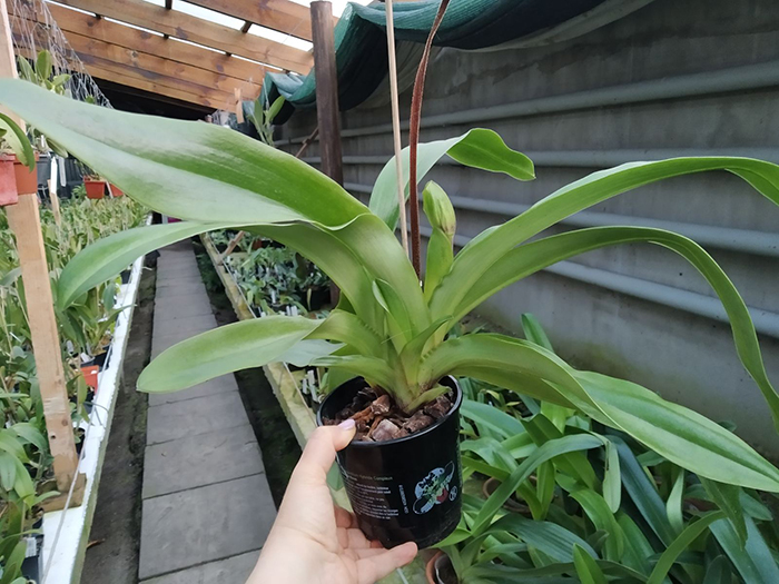 Paphiopedilum Arafura Sea x New Generation.jpg