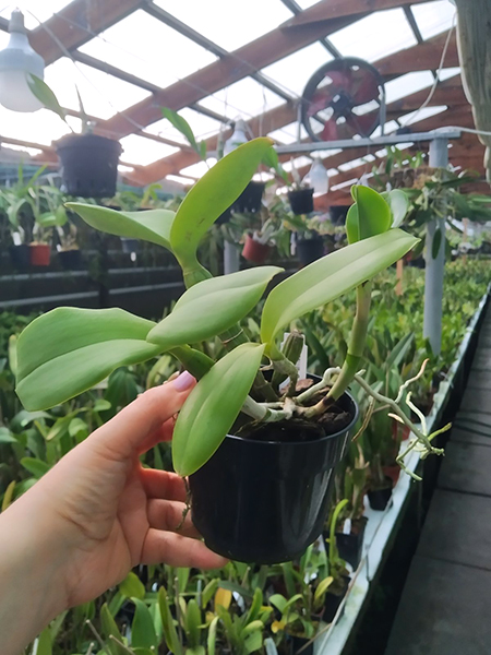 Cattleya violacea semi-alba flamea.jpg