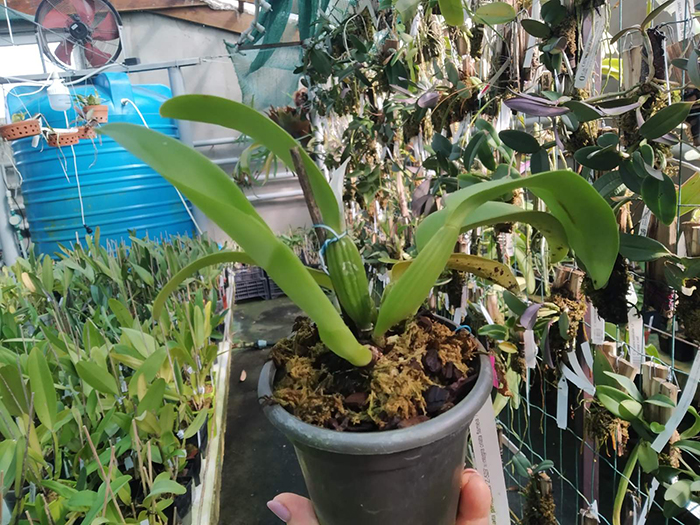 Cattleya warneri (integra orlata pincelada 'Z-529' x integra orlata flamea 'Negrita').jpg