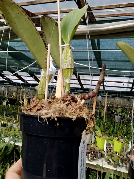 Cattleya walkeriana 'Snow White' x semi-alba ('Puanani' x 'Tokio').jpg