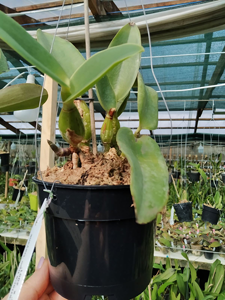 Cattleya walkeriana tipo 'Dayane Wenzel' x '2001'.jpg