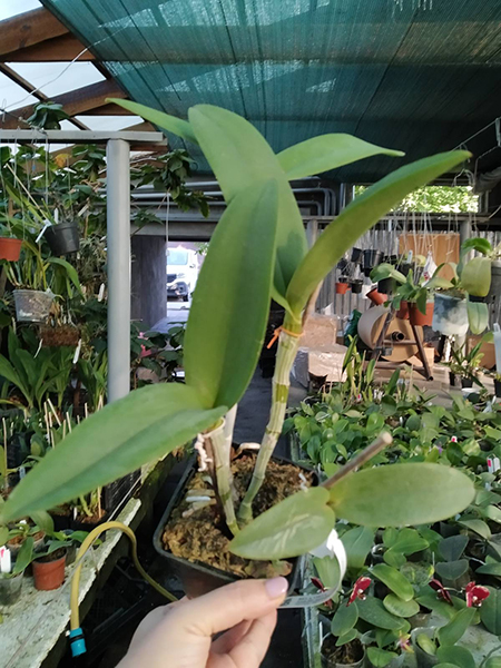 Cattleya leopoldii (lilacinea x 'Cetro Esmeralda').jpg