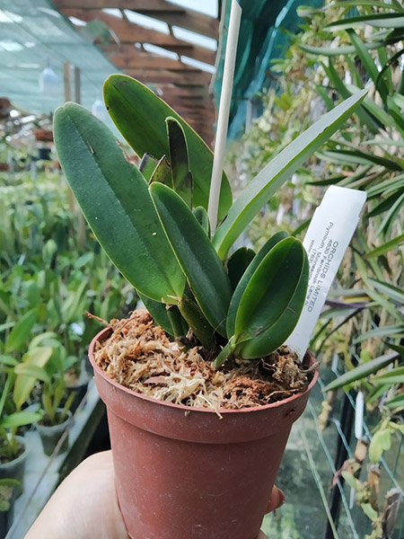 Cattleya maxima 'Natural World'.jpg