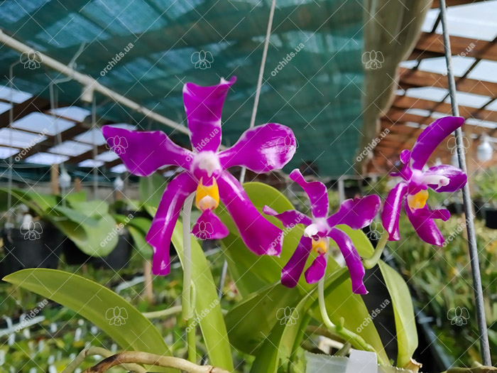 Phalaenopsis pulchra.jpg