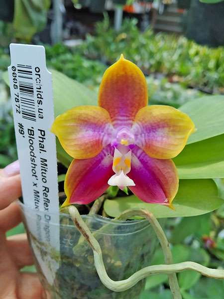 Phalaenopsis Mituo Reflex Dragon 'Bloodshot' x Mituo Princess 'Blue #9'.jpg