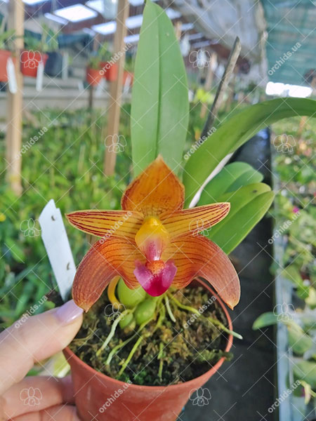 Bulbophyllum clapotense.jpg