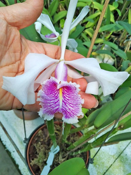 Cattleya maxima semi-alba.jpg