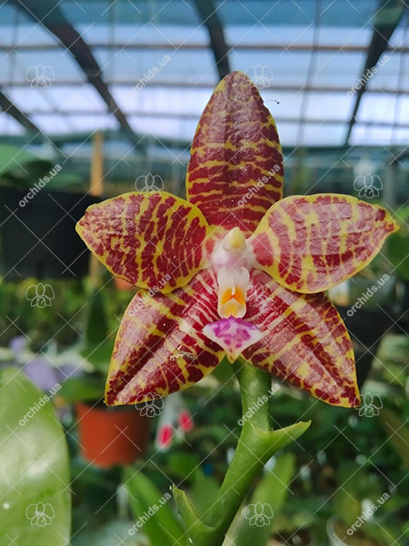 Phalaenopsis Joey 'Yu Fu' x Kung's Red Cherry 'Jon'.jpg