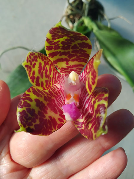 Phalaenopsis Joey 'Yu Fu' x Kung's Red Cherry 'Jon'.jpg