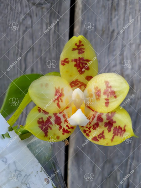 Phalaenopsis Yaphon Database x Yaphon 'Yellow Bomb'.jpg