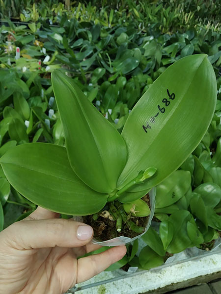 Phalaenopsis Mituo Blue Bear 'Blue Bear'.jpg