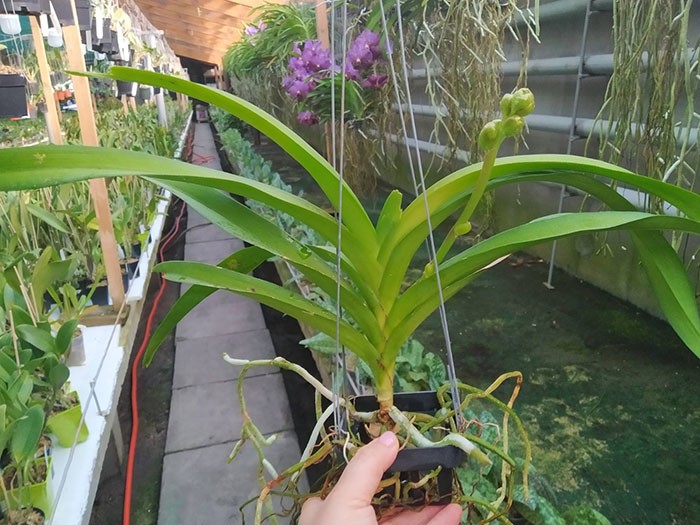 Vanda Somsri Thai Spot.jpg