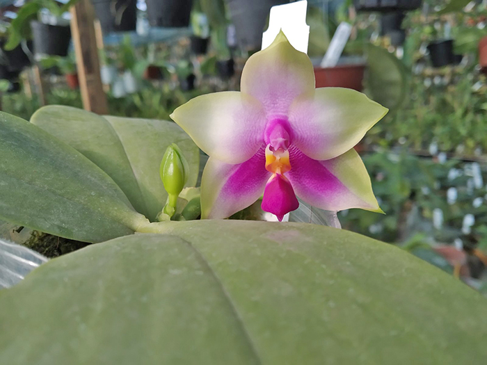 Phalaenopsis bellina 'B-1' x Mituo Princess 'B'.jpg