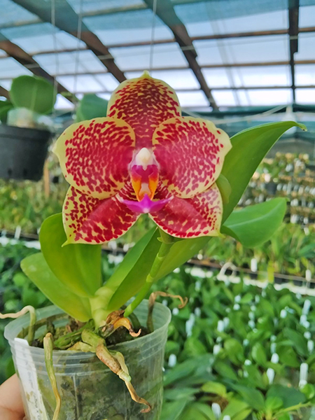 Phalaenopsis KS Super Zebra x GW Green World.jpg