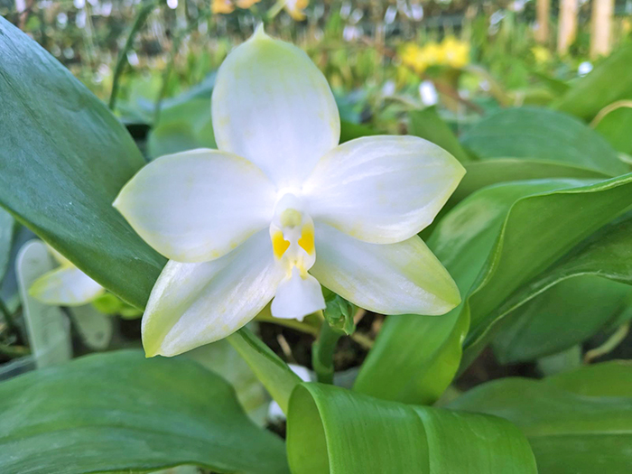 Phalaenopsis Yaphon 'Yellow Story' x Nobby's 'Doctor Chu'.jpg