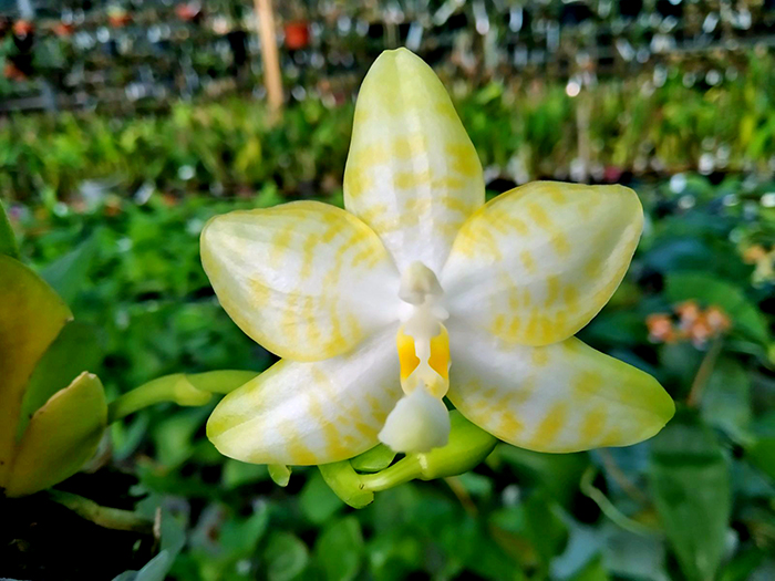 Phalaenopsis Yaphon 'Yellow Story' x Nobby's 'Doctor Chu'.jpg