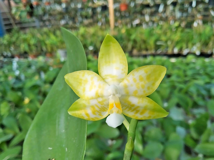 Phalaenopsis Yaphon 'Yellow Story' x Nobby's 'Doctor Chu'.jpg