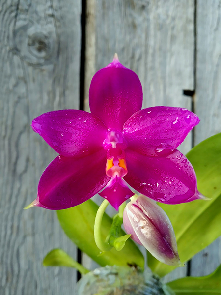 Phalaenopsis Mituo Kaiulani Eagle x (Samera-Singher Pure Love).jpg