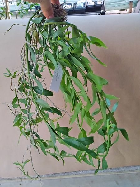 Dendrobium aphyllum.jpg