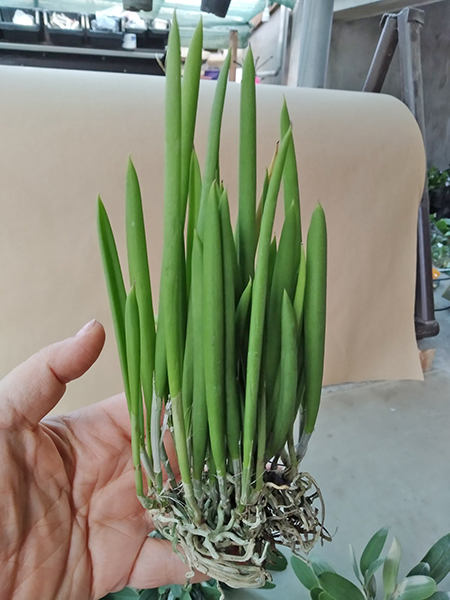 Brassavola nodosa.jpg