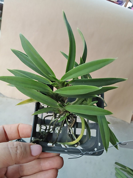 Neofinetia falcata.jpg