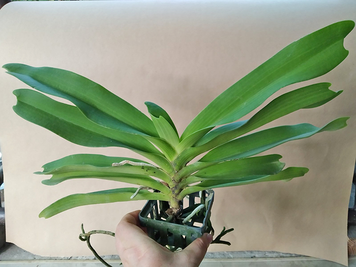 Rhynchostylis gigantea white.jpg