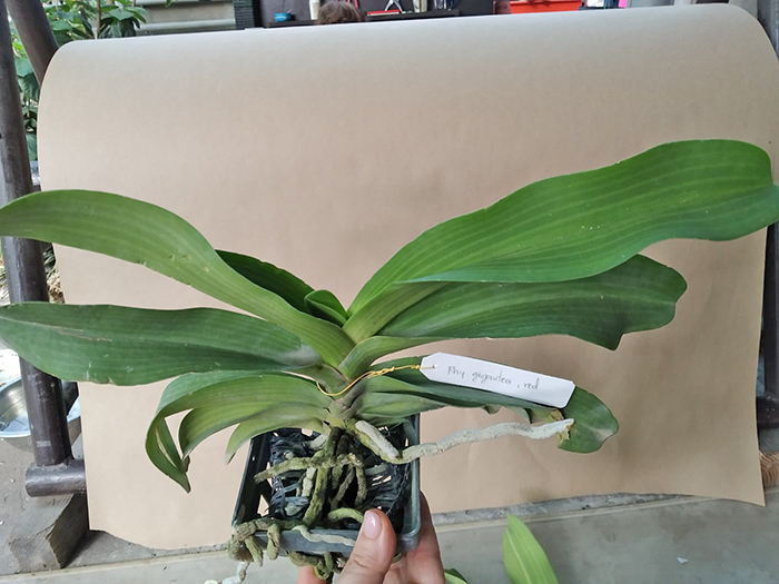 Rhynchostylis gigantea red.jpg